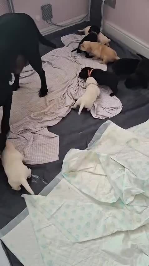Labrador Retriever dogs for sale: Labrador puppies - Video 1