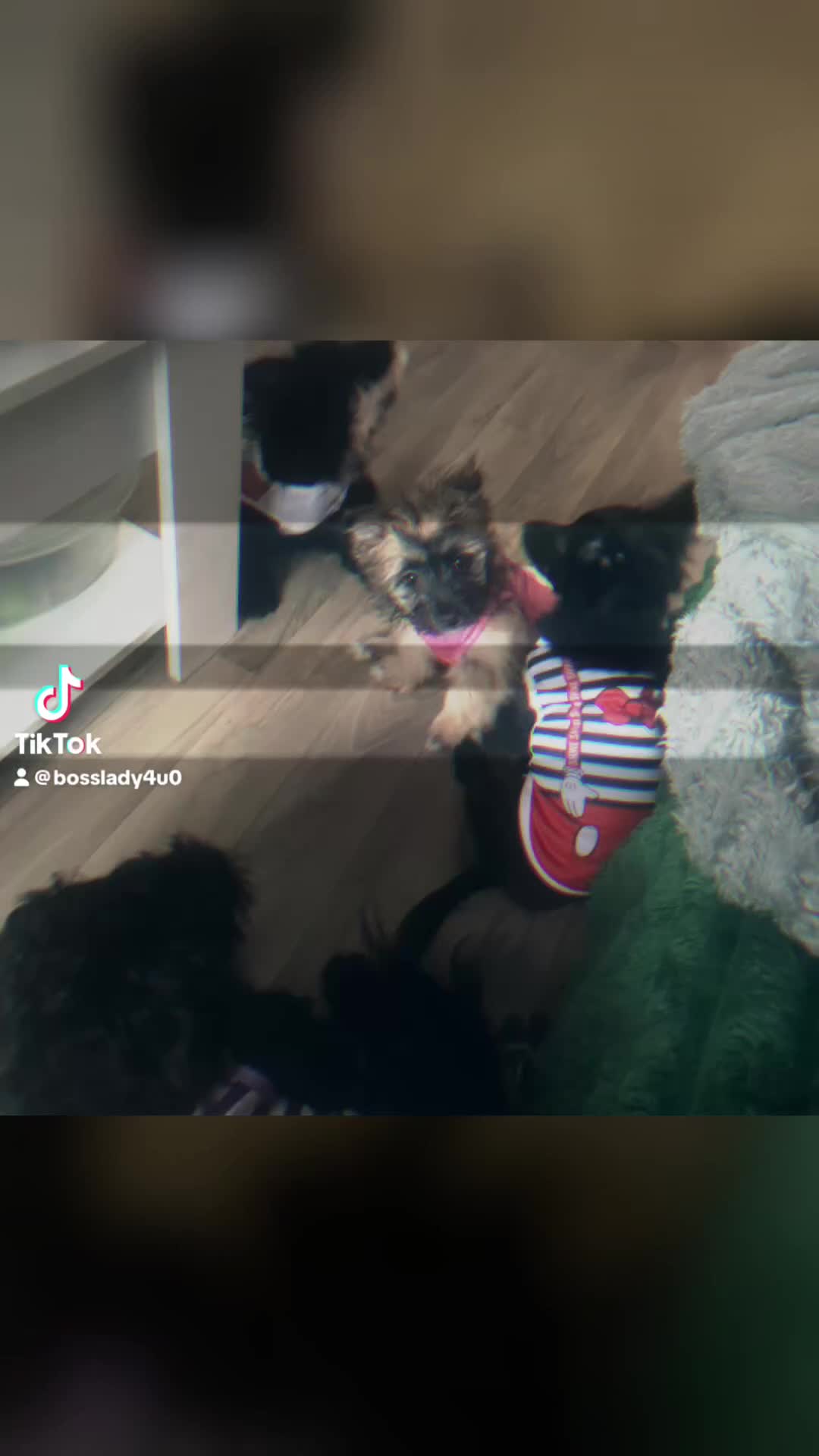 Mixed Breed dogs for sale: Maltipom puppies are now ready for new homes - Video 1