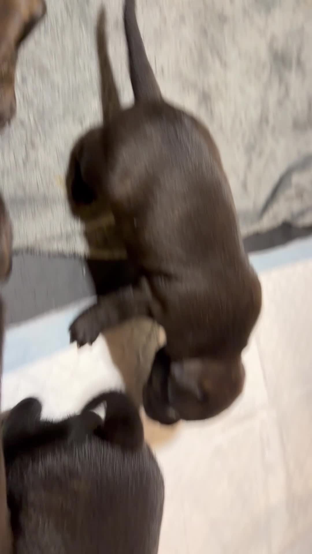 Staffordshire Bull Terrier dogs for sale: KC REGISTERED STAFFORDSHIRE BULL TERRIERS  - Video 5
