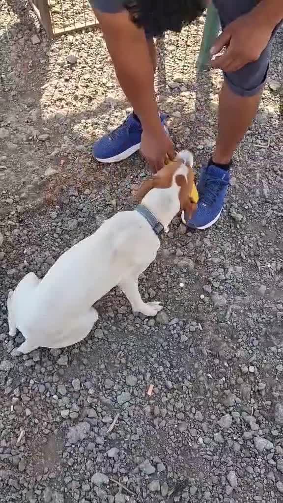 Mixed Breed dogs for adoption: Little Reggie wants to go home  - Video 1