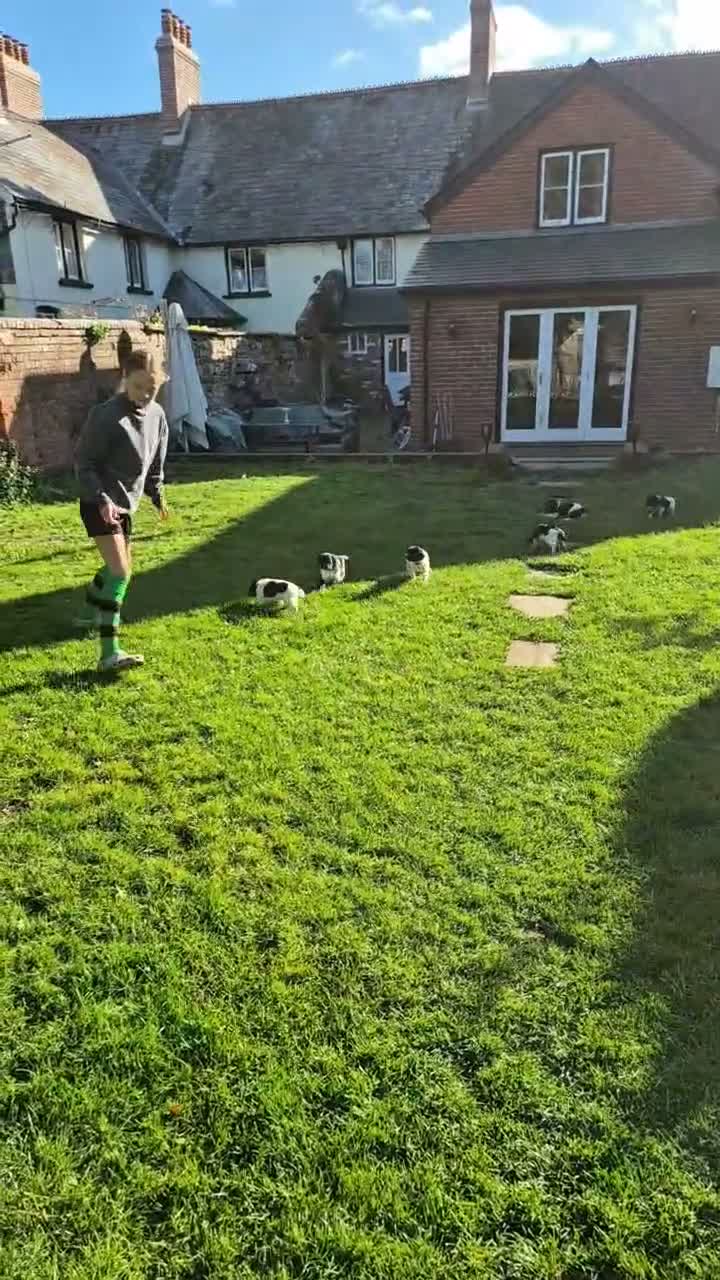 English Springer Spaniel dogs for sale: Springer spaniel puppies in Usk - Video 2