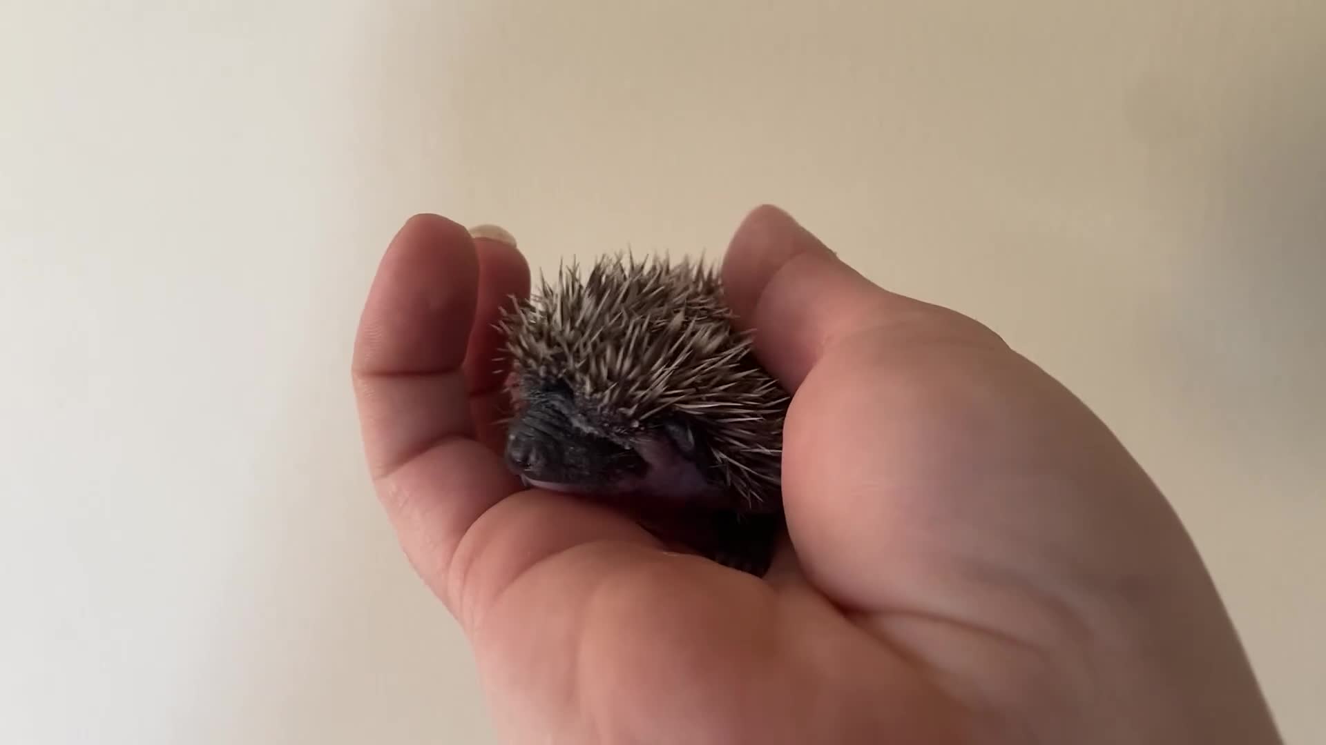Pygmy Hedgehog rodents for sale: Stunning female hoglets for sale!  - Video 2
