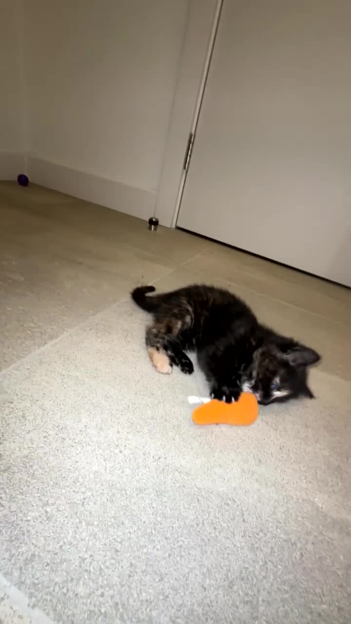 British Shorthair cats for sale: Last kitten for sale - Video 1