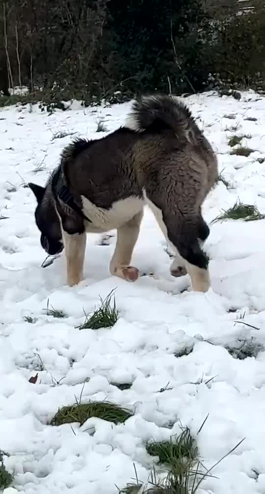 Akita dogs for sale: American akita for sale  in London - Video 3