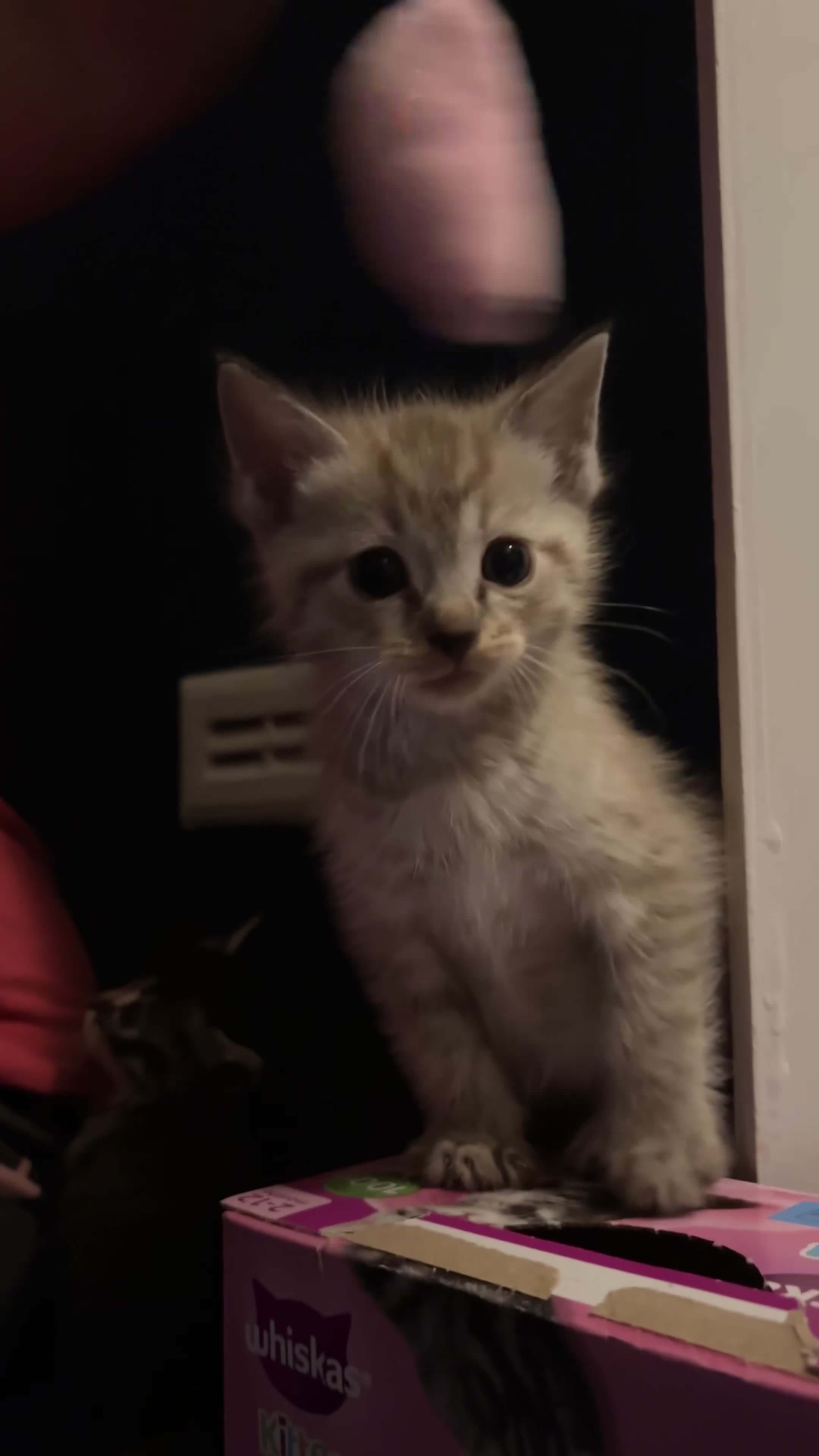 Ragdoll cats for sale: 2 ragdoll mix kittens  - Video 2