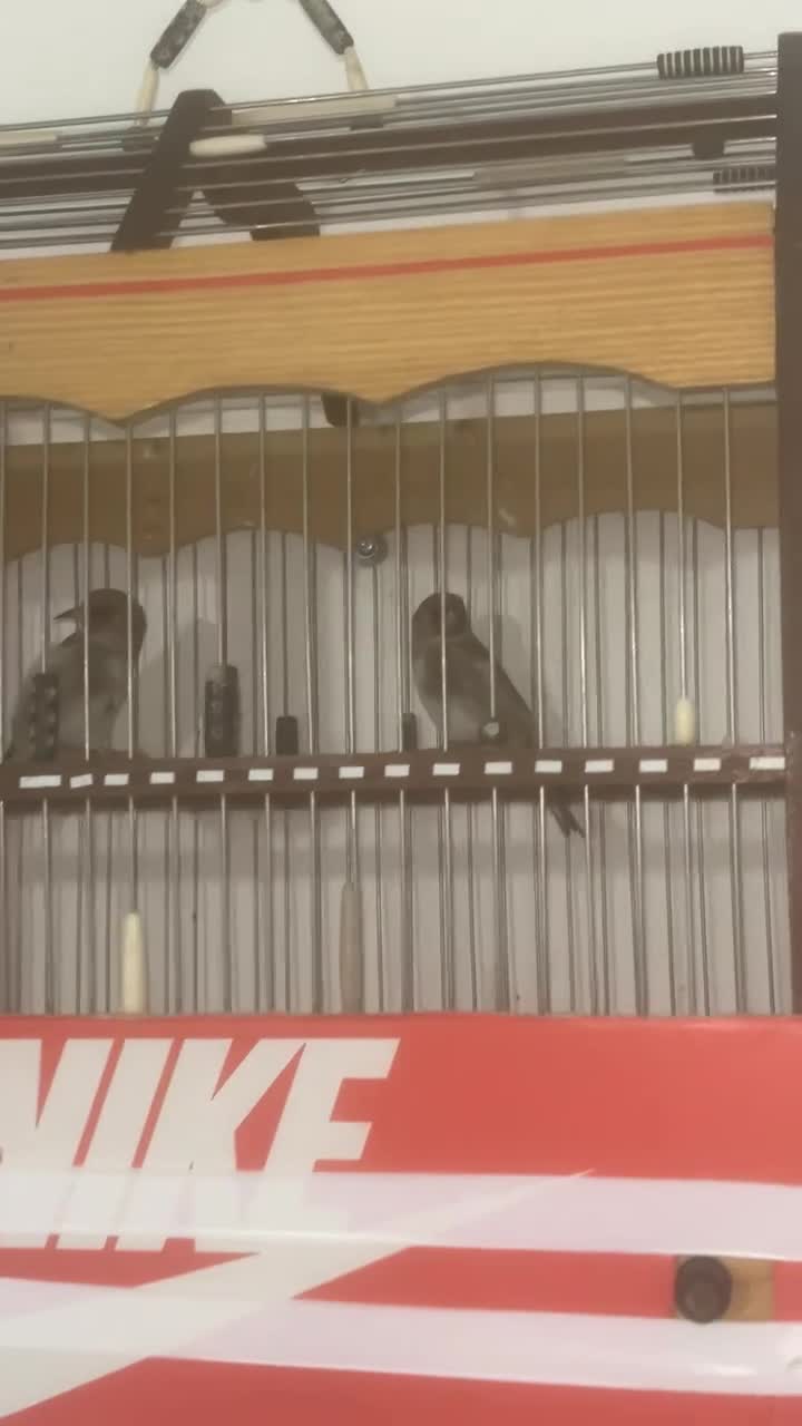 Finches birds for sale: Himalayan grey goldfinches  - Video 2