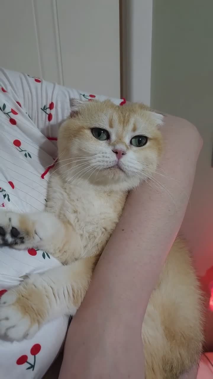 British Shorthair cats for sale: Rehoming  - Video 3