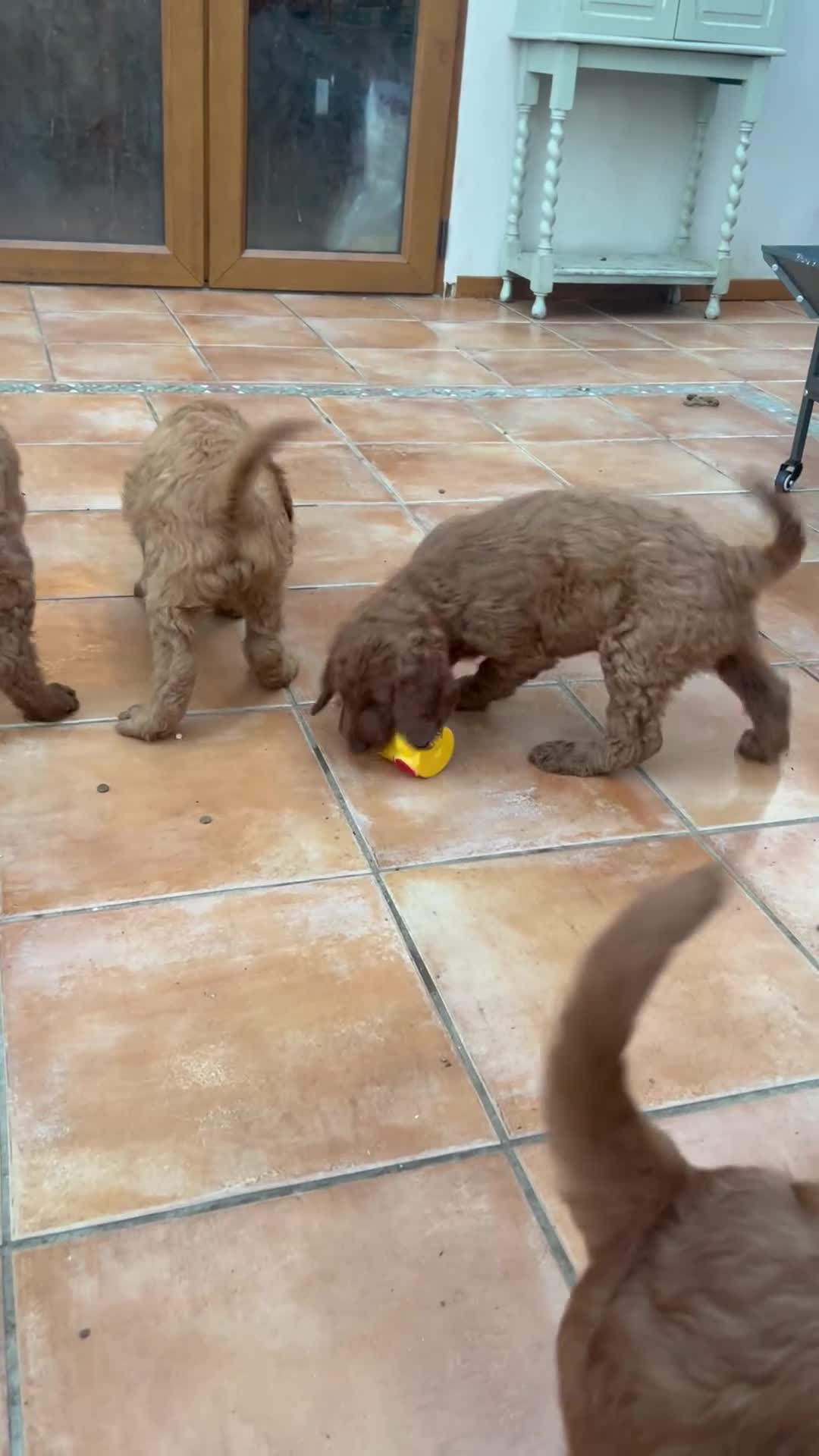 Irish Doodle dogs for sale: READY TO LEAVE. Adorable Irish Doodle puppies - Video 1