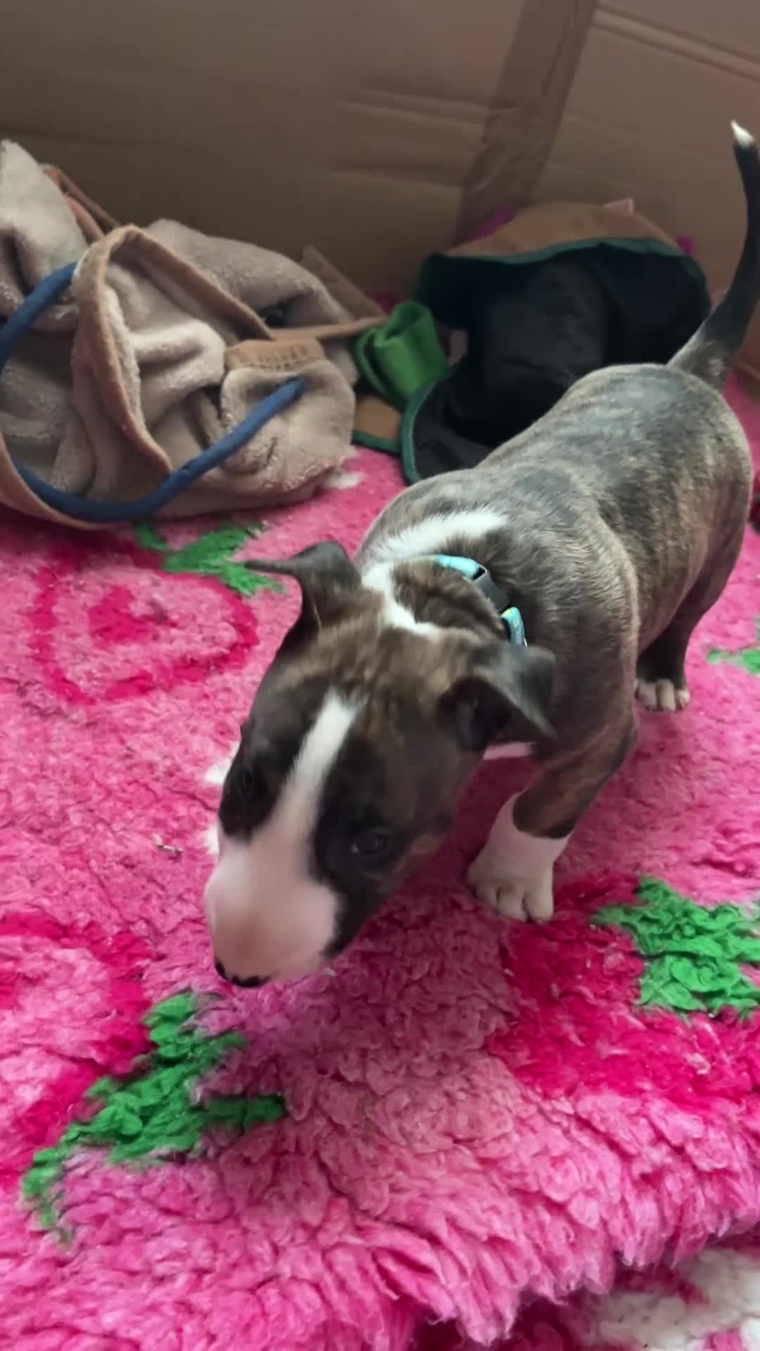 English Bull Terrier dogs for sale: Bull terrier standard. KC registered. BOY - Video 3