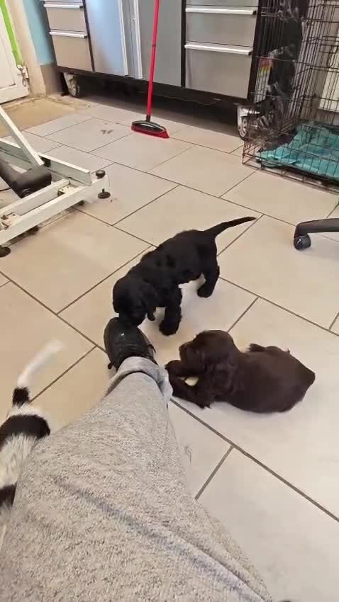 Cocker Spaniel dogs for sale: Kc registered playful show cocker spaniel - Video 1