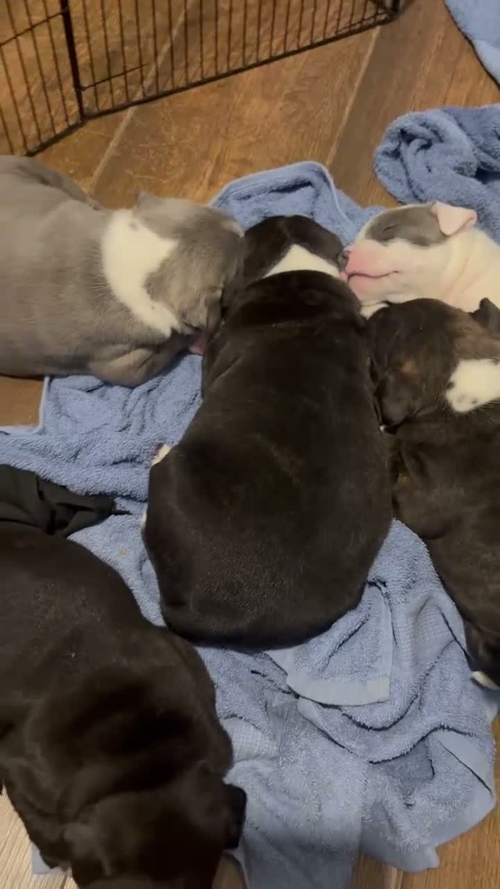 Staffordshire Bull Terrier dogs for sale: Staffy pups  - Video 1