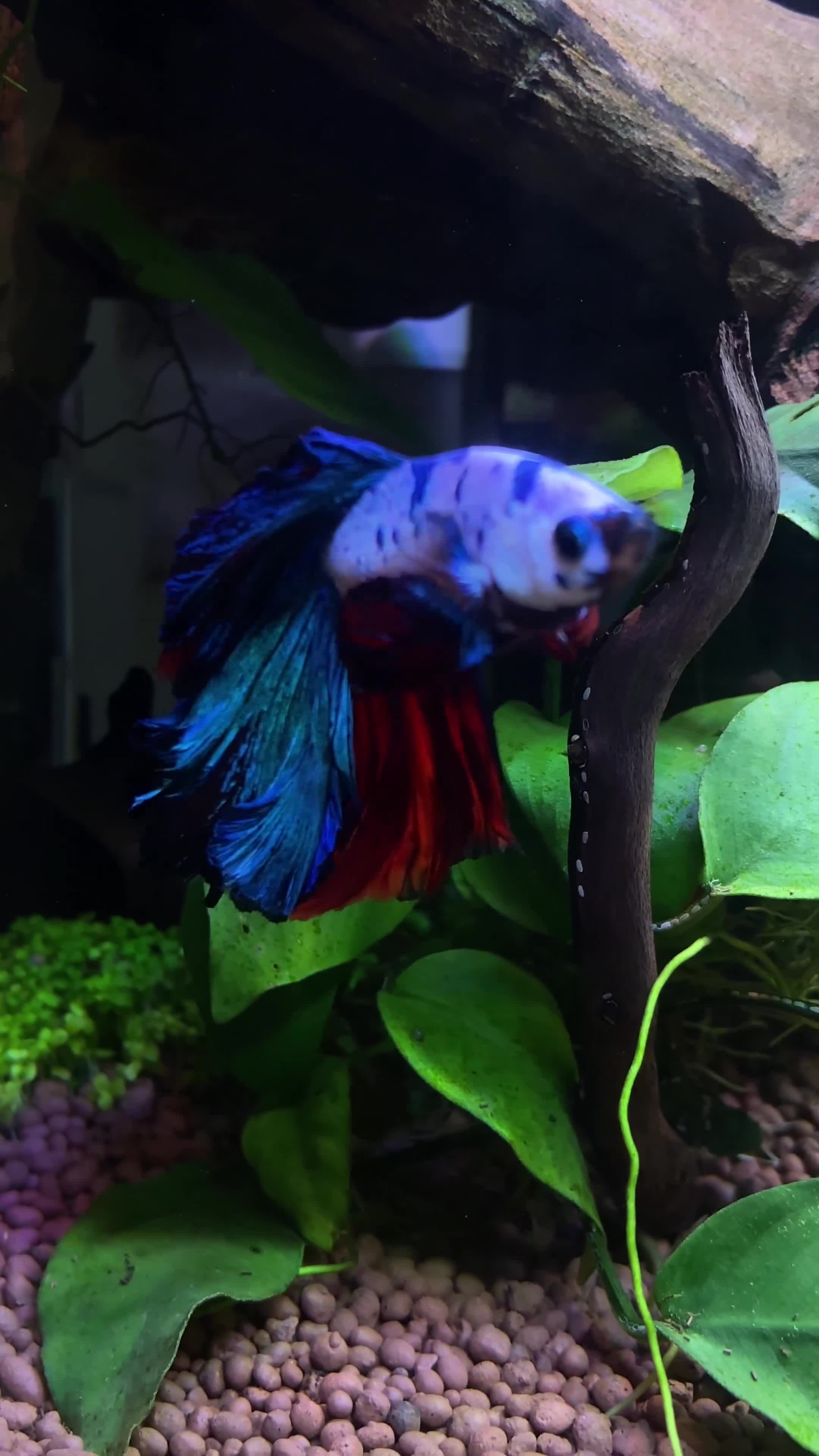 Bettas fish for sale: Outstanding male Betta - food included  - Video 1