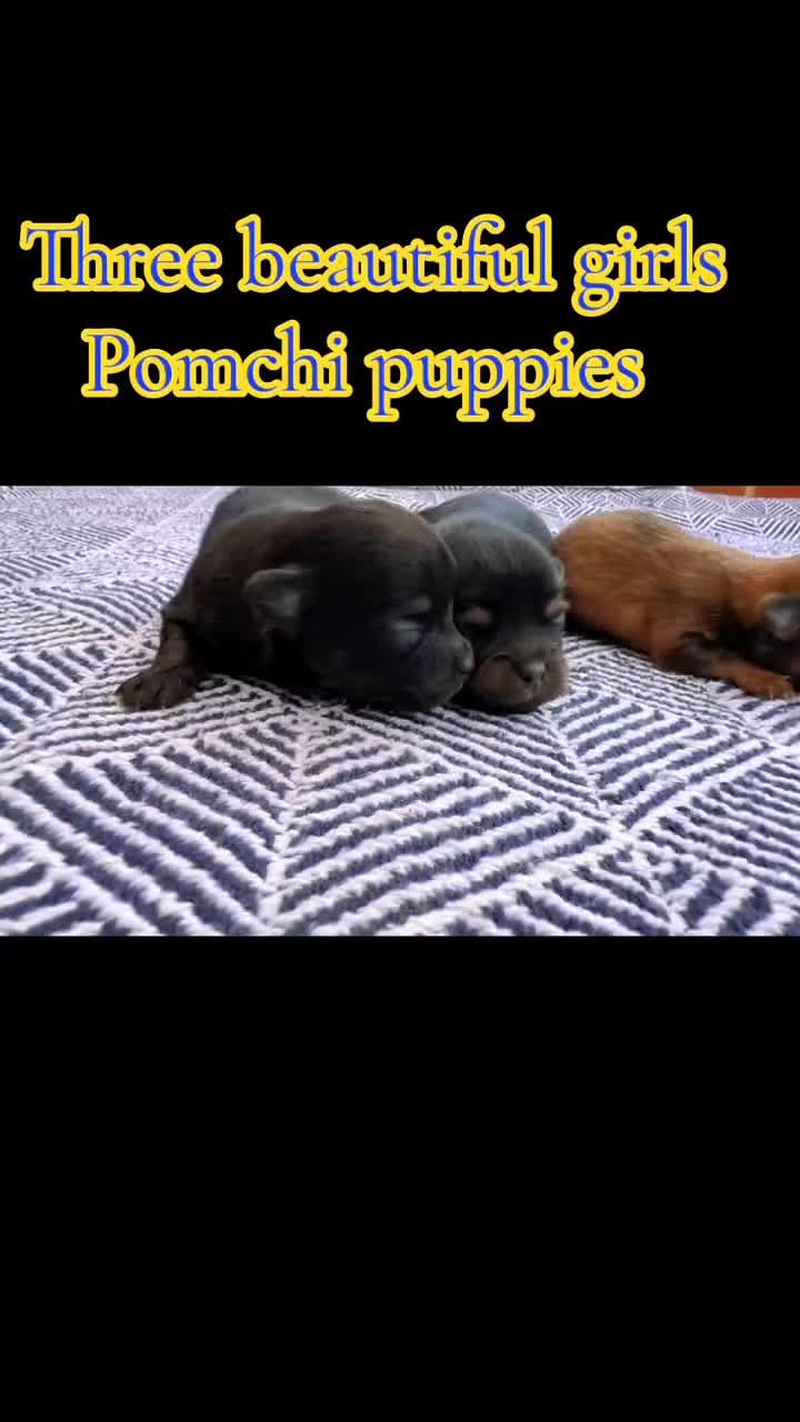 Pomchi dogs for sale: Beautiful family raised Pomchi puppies 💗 - Video 1