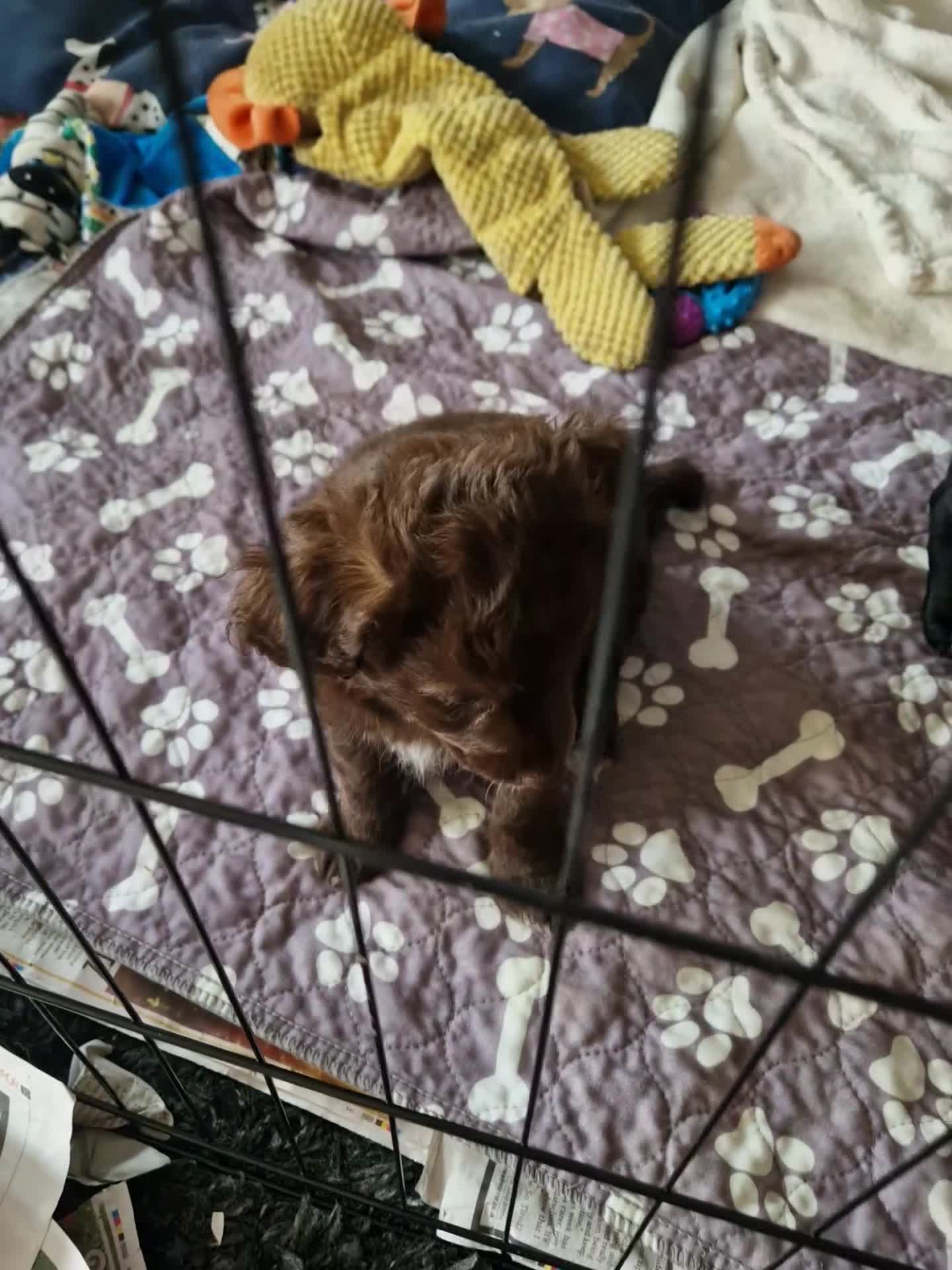 Mixed Breed dogs for sale: Cockapoo × chihuahua puppies - Video 2