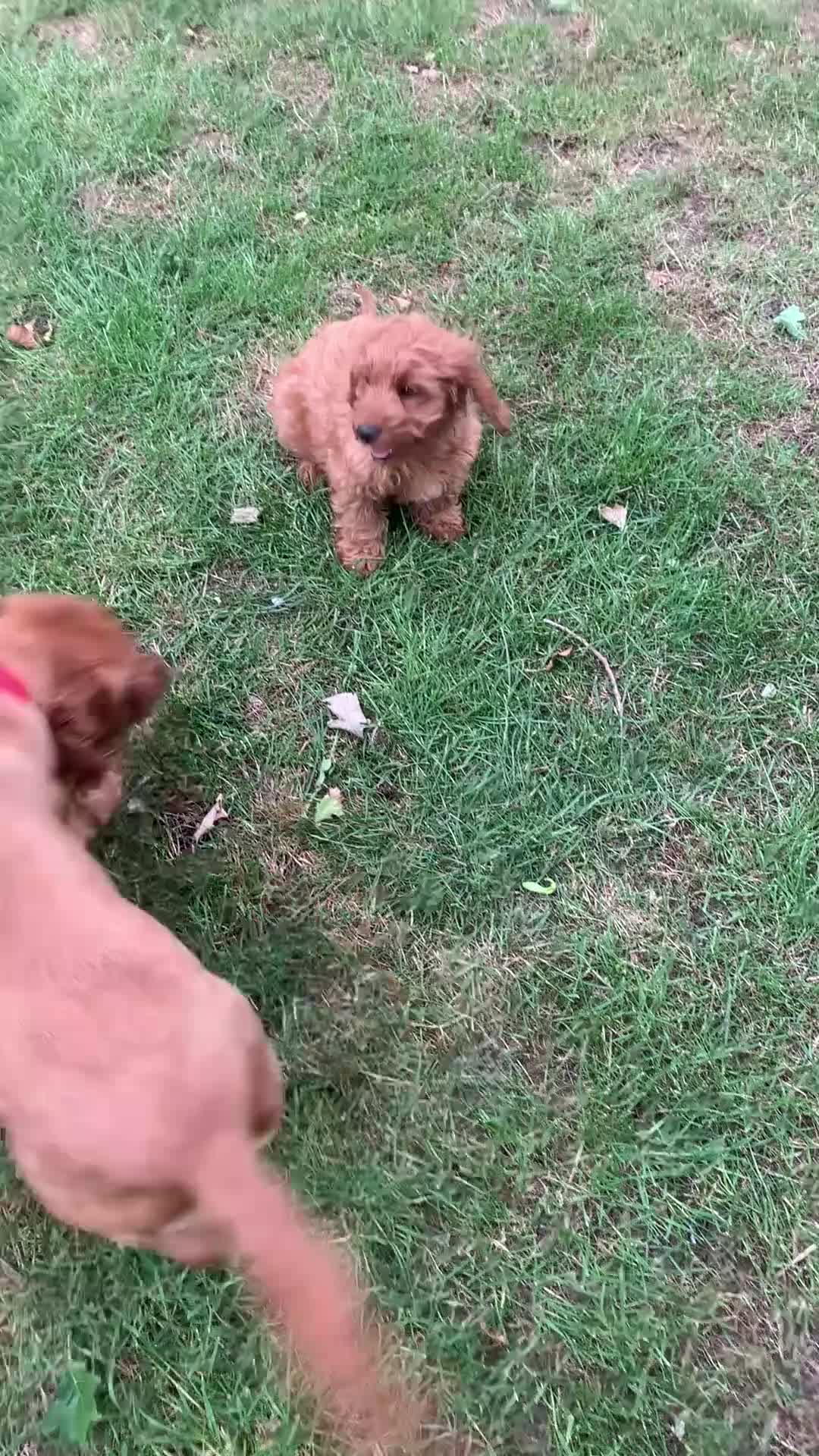 Cockapoo dogs for sale: Chestnut F1 cockapoo boy ready now - Video 1