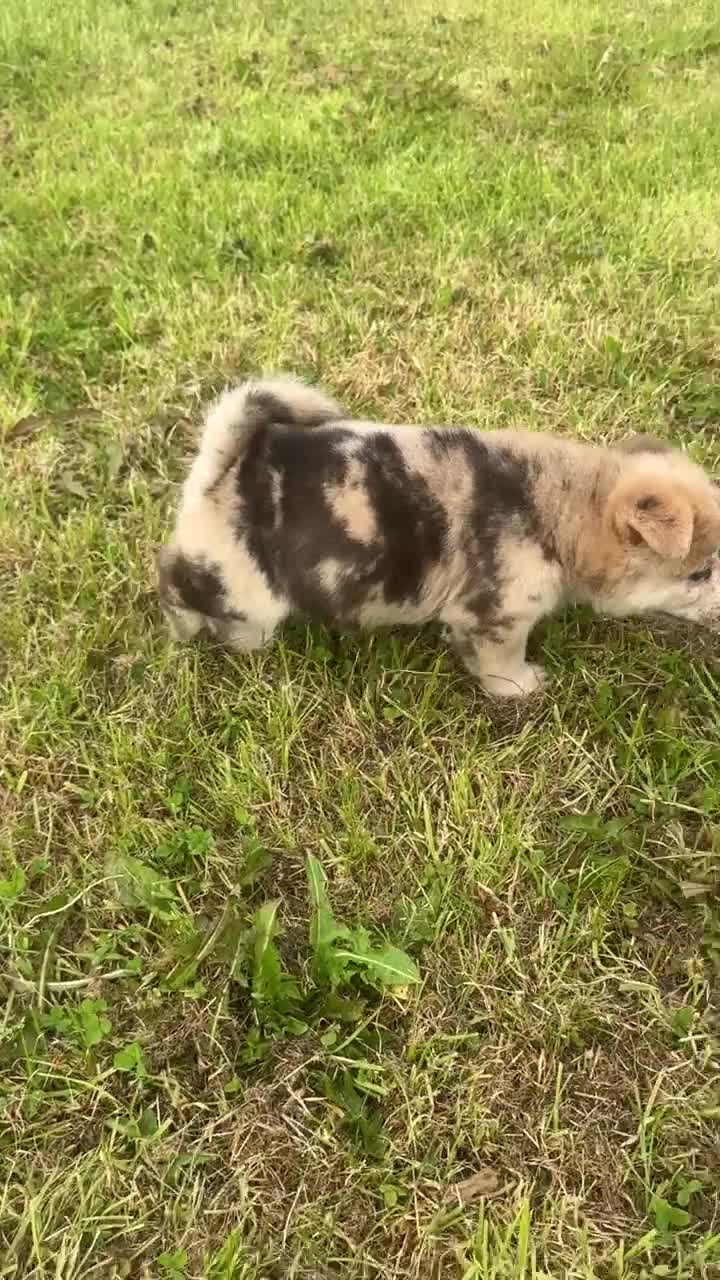 Chow Chow dogs for sale: Stunning Exotic colour chowsky puppies for sale  - Video 4