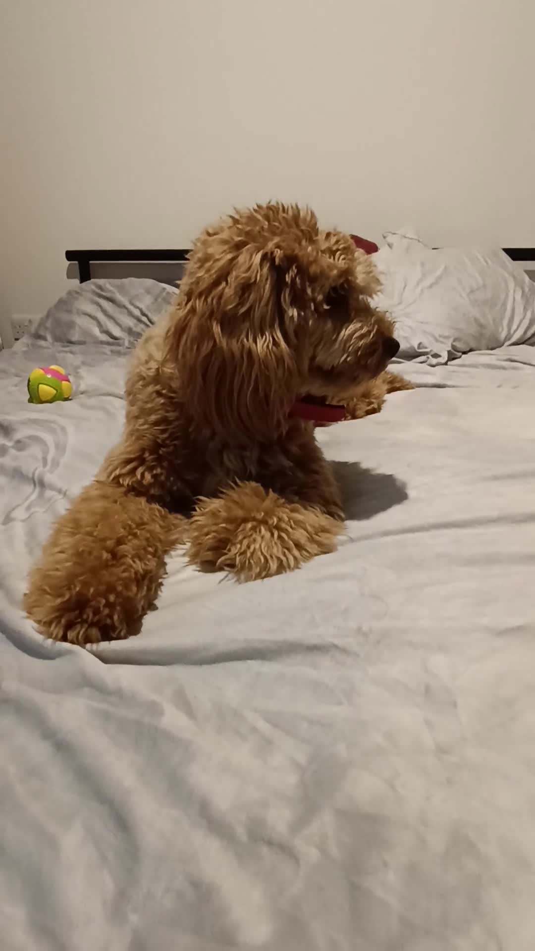 Cockapoo dogs for stud: (UNPROVEN) cockapoo male F3 available for stud   - Video 1