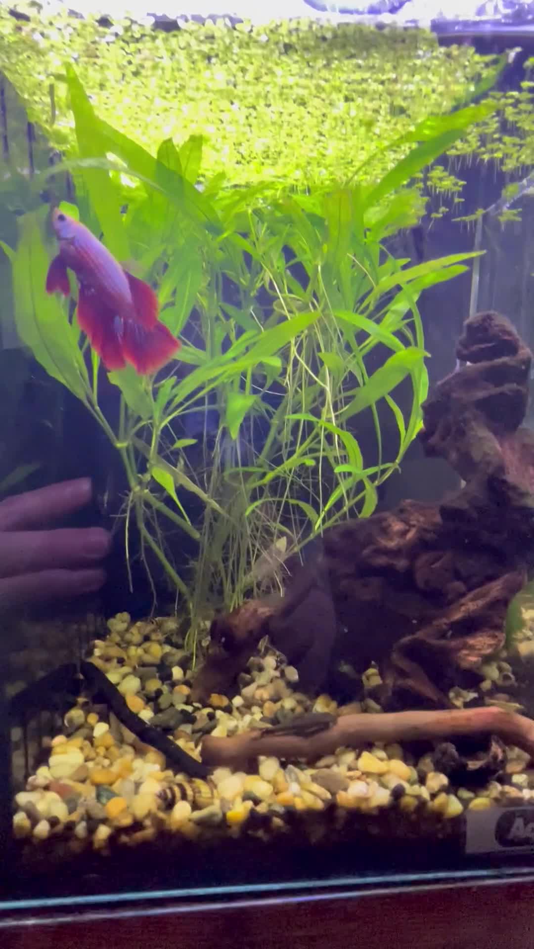 Bettas fish for sale: Male Betta Fish in Rugeley - Video 1