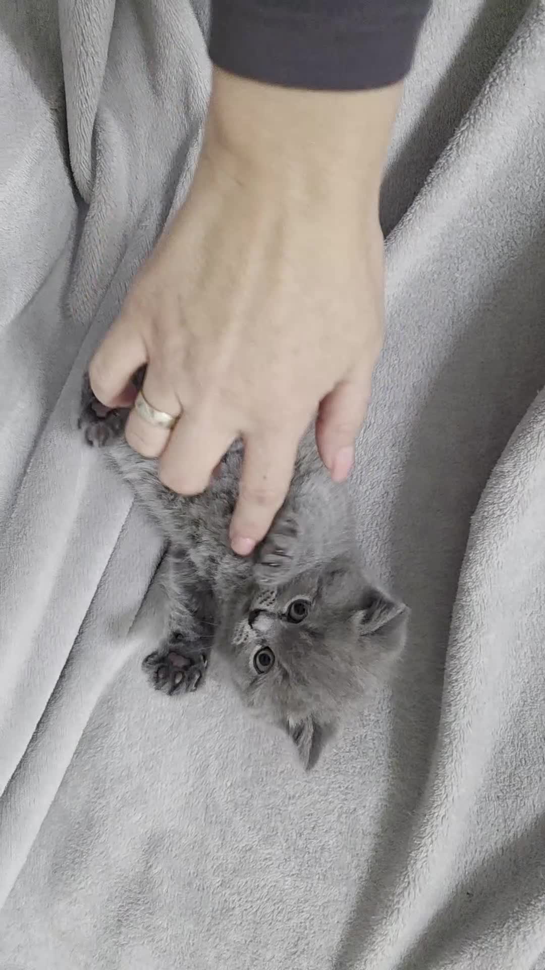 British Shorthair cats for sale: British Shorthair Kittens - 2 girls  - Video 2