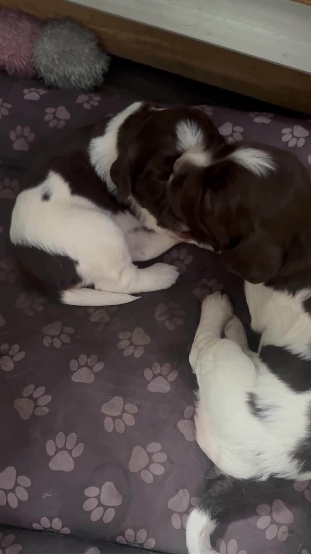 English Springer Spaniel dogs for sale: English Springer Spaniel Puppies - Video 4