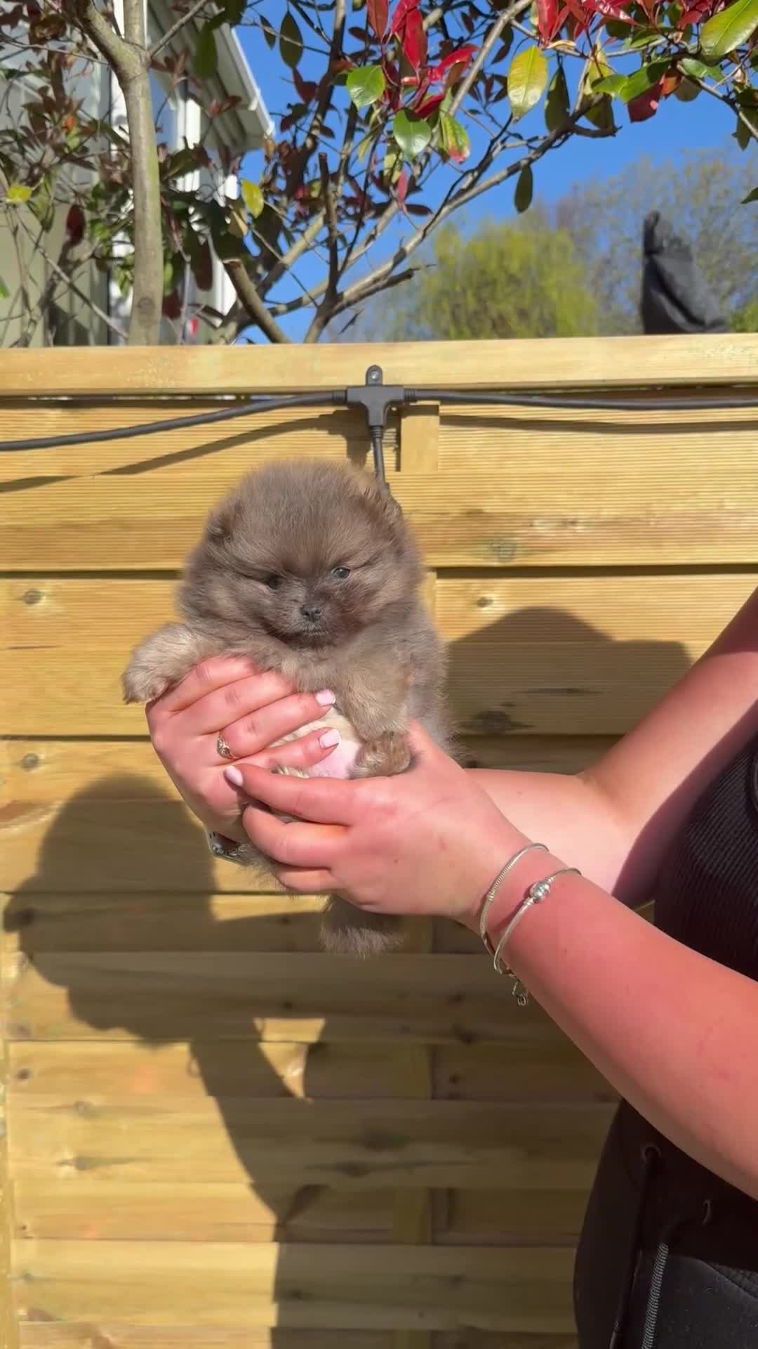Pomeranian dogs for sale: Unique Blue and tan girl 💖 - Video 2