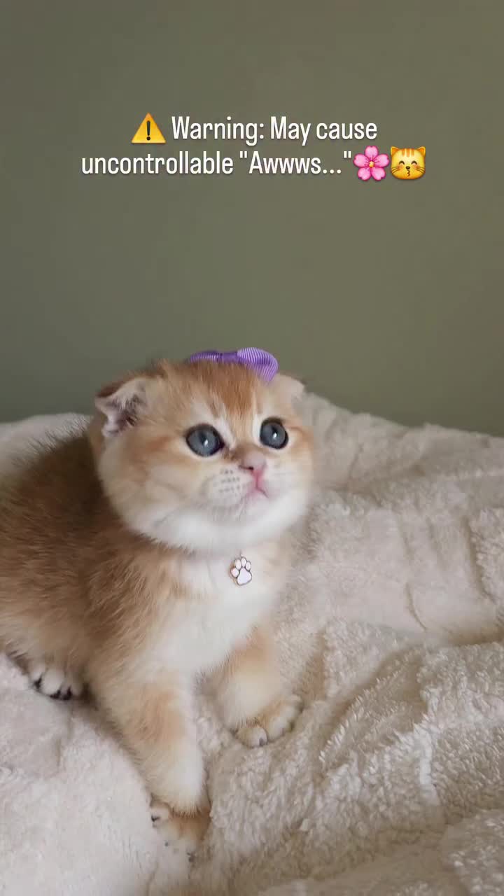 Scottish Fold cats for sale: ⭐️ Top Quality Scottish Fold Kittens ⭐️ - Video 2
