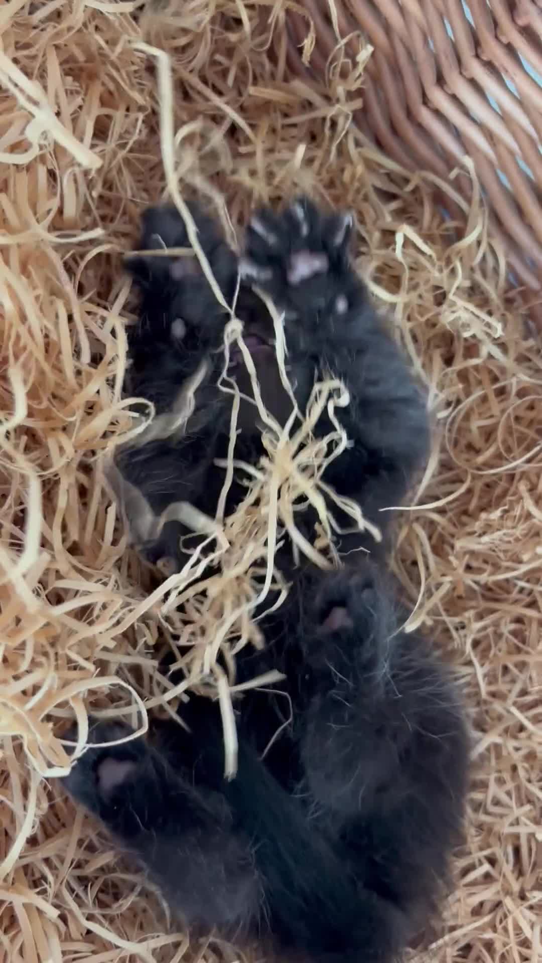 Exotic cats for sale: 2 high quality exotic females  - Video 3