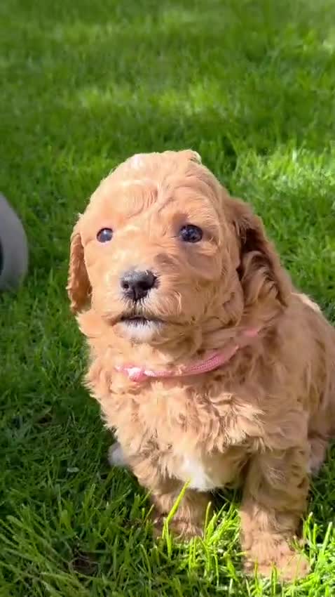 Poochon dogs for sale: DNA health tested Poochon Puppies 🐶  - Video 1