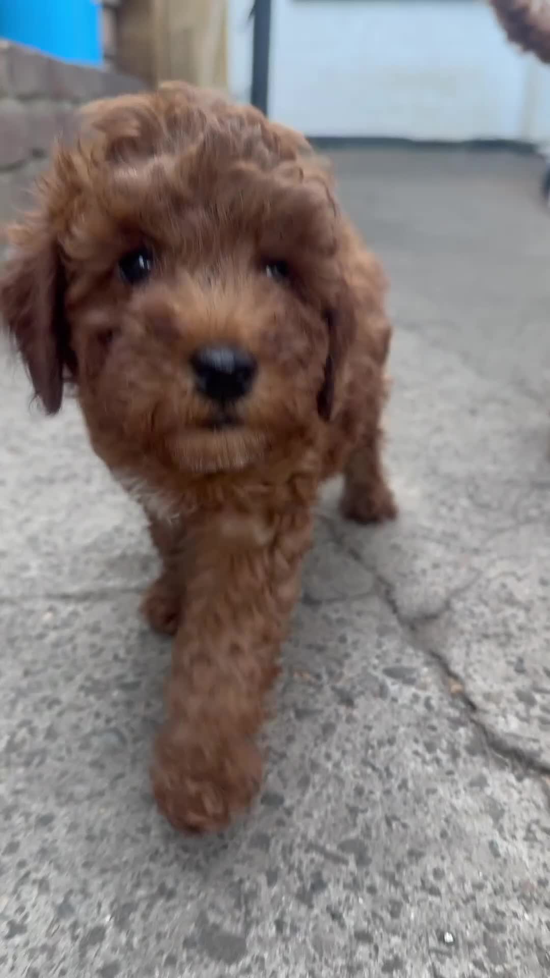 Toy Poodle dogs for sale: ✨ TOY POODLE READY TO LEAVE ❤️ - Video 2