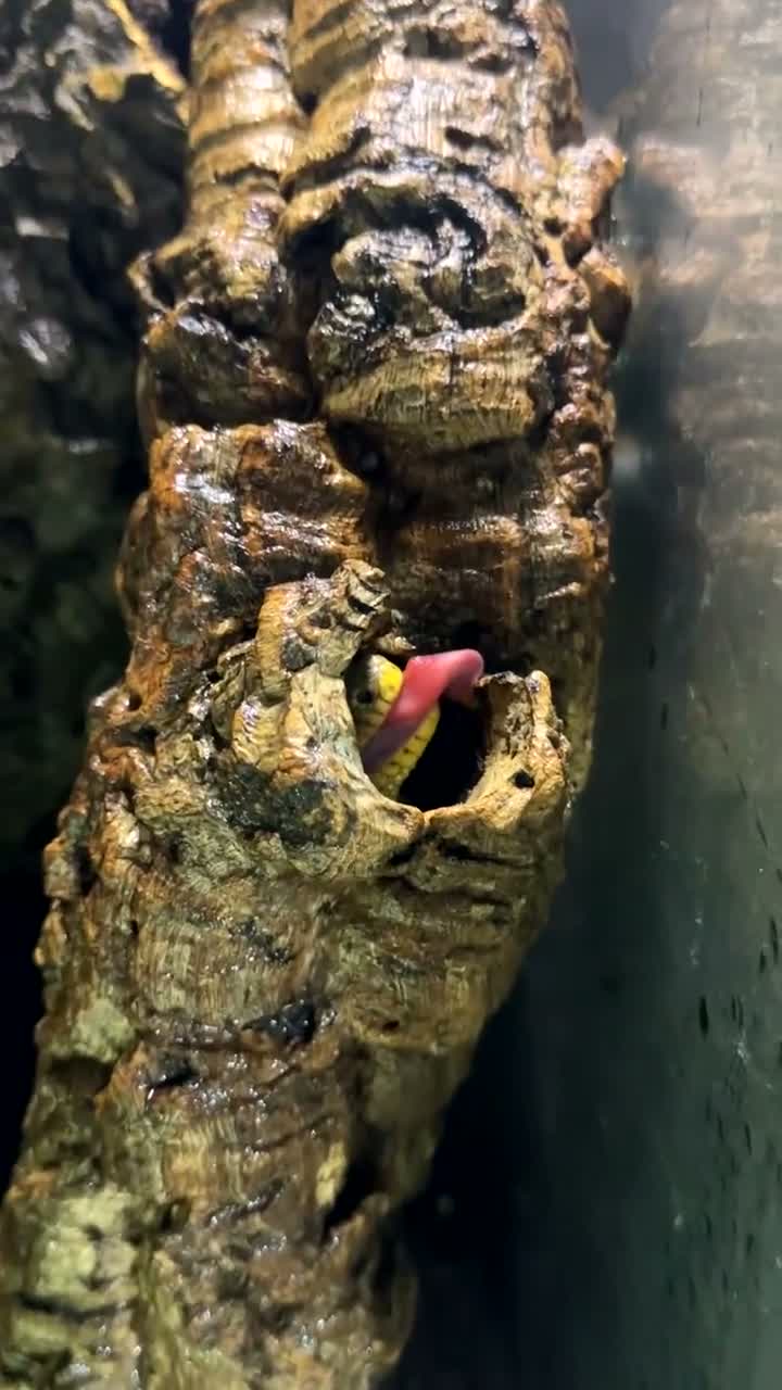 Gecko reptiles for sale: Pair of Leachianus Geckos and juveniles  - Video 1
