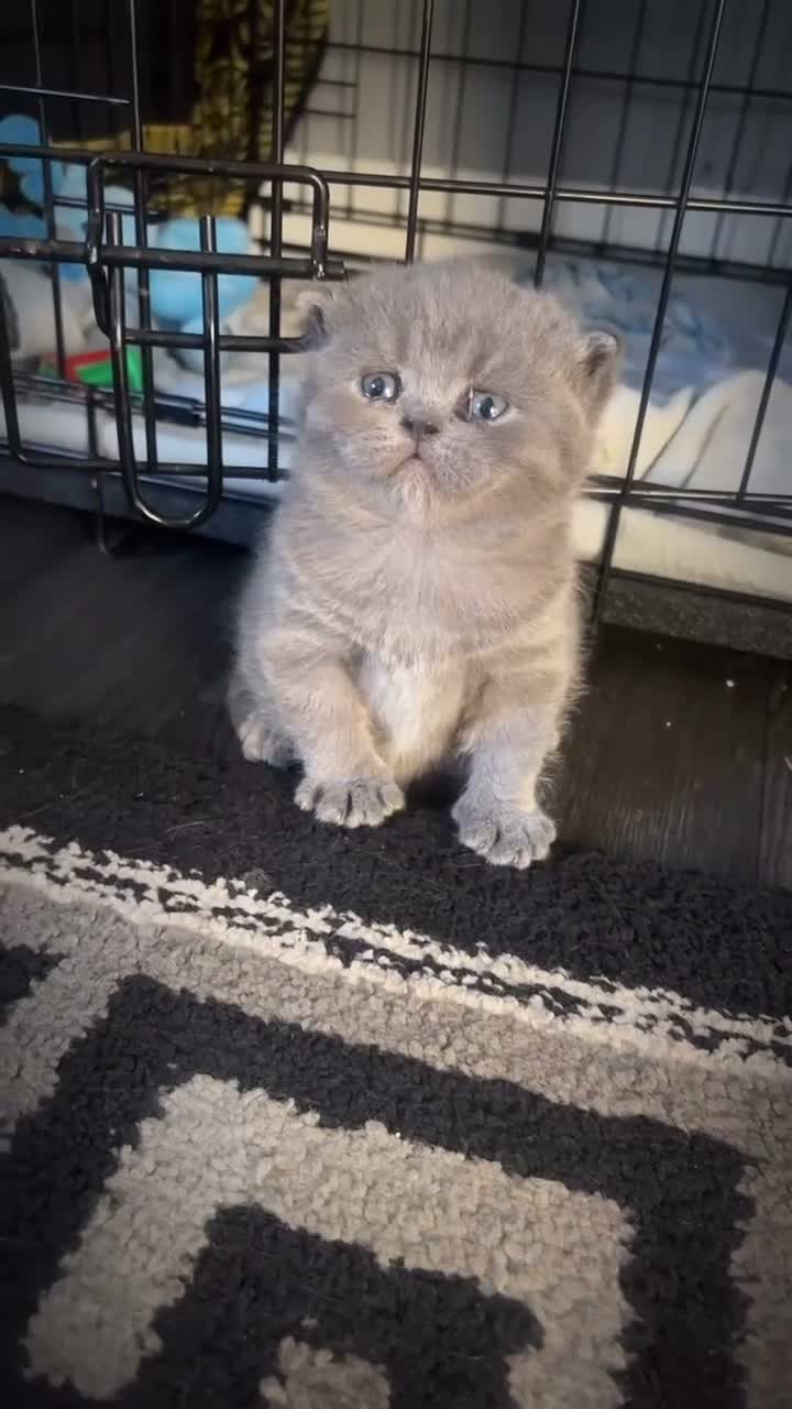 British Shorthair cats for sale: Chunky British blue kitten  - Video 3
