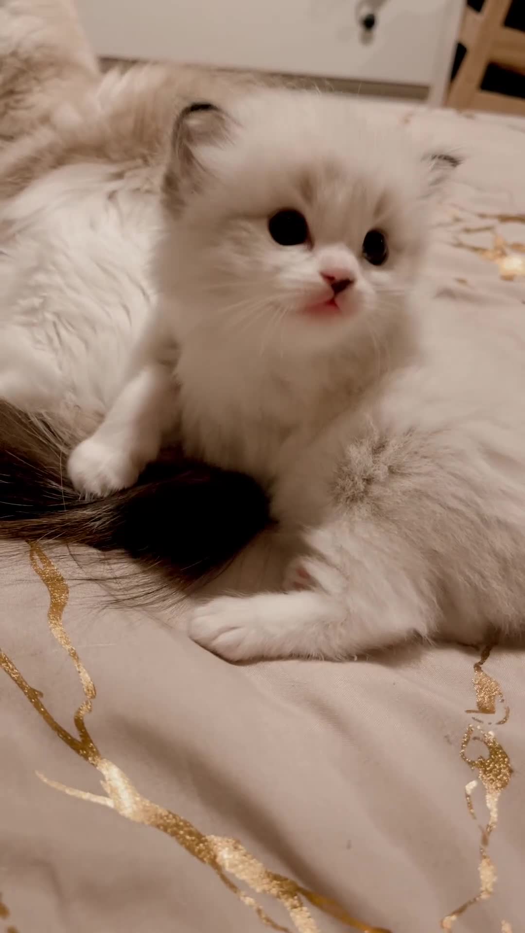 Ragdoll cats for sale: Ready now.   Ragdoll Kitten  - Video 1