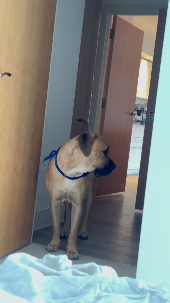 Cane Corso dogs for stud: Rare fawn male cane corsos for stud  in Harrow - Video 4