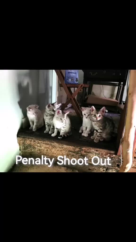 Bengal cats for sale:  Silver, Snow & brown Spotted Bengal Kittens - Video 2