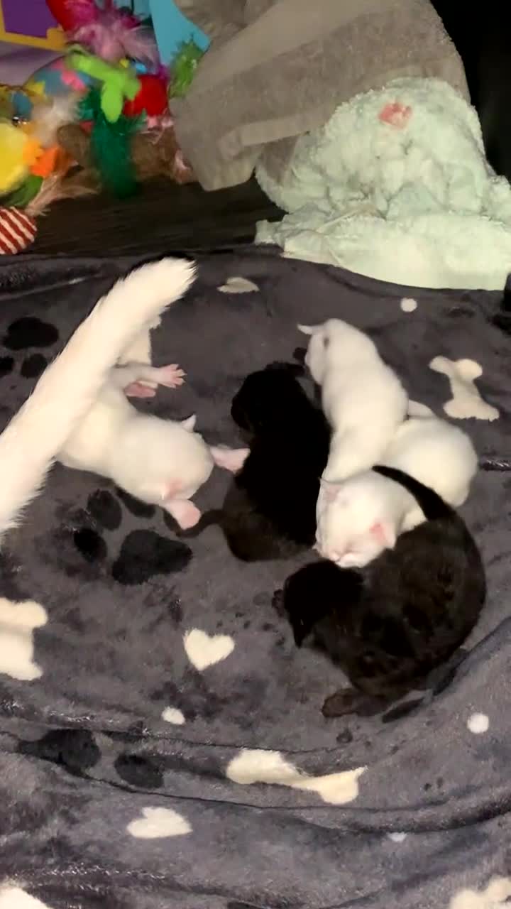 Mixed Breed cats for sale: Kieetens for sale  in Walsall - Video 2