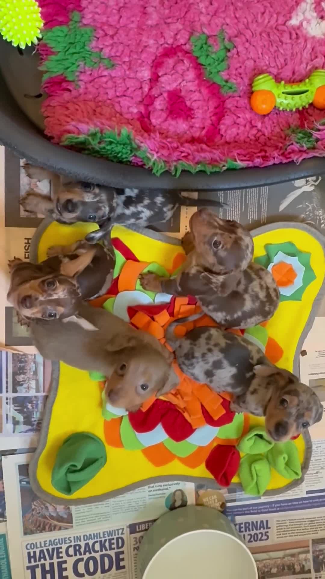 Miniature Dachshund dogs for sale: Miniature Dachshund Dapple Puppies 🐶 5🌟licensed  - Video 3