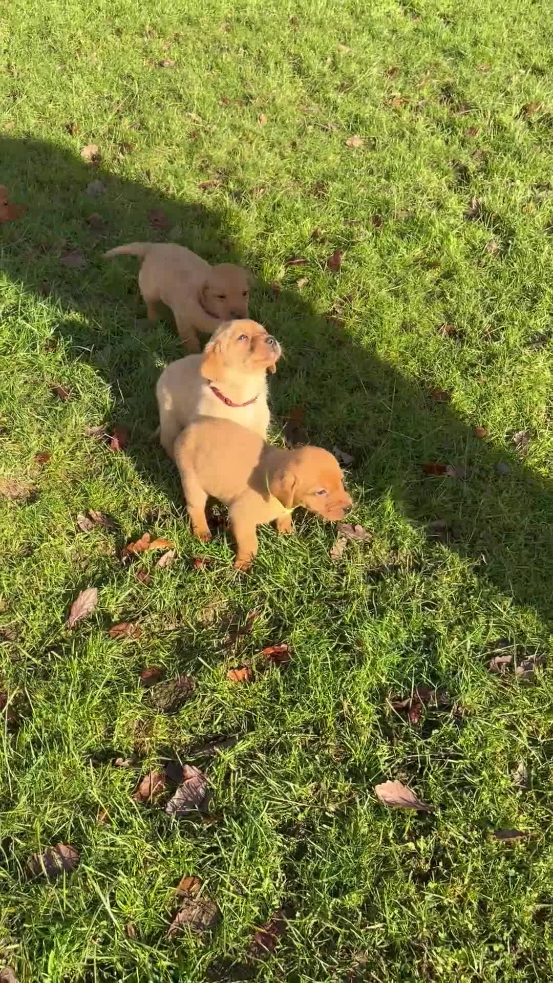 Labrador Retriever dogs for sale: KC Registered Litter of 9 fox red Labrador Puppies - Video 1