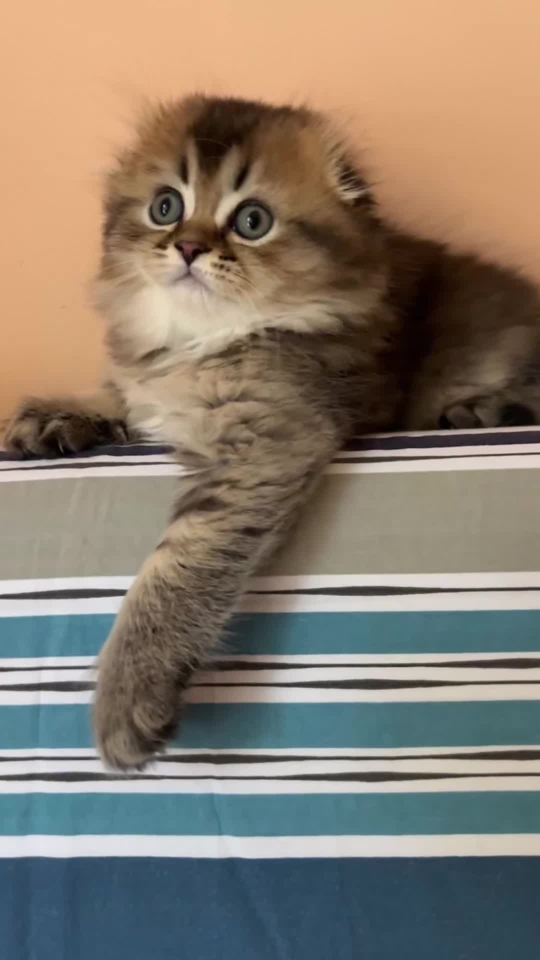 Scottish Fold cats for sale: 🩷💜Amazing Scottish Fold Kittens - Video 1