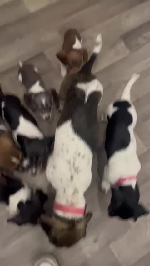 Dachshund dogs for sale: Dachshund X female  - Video 1