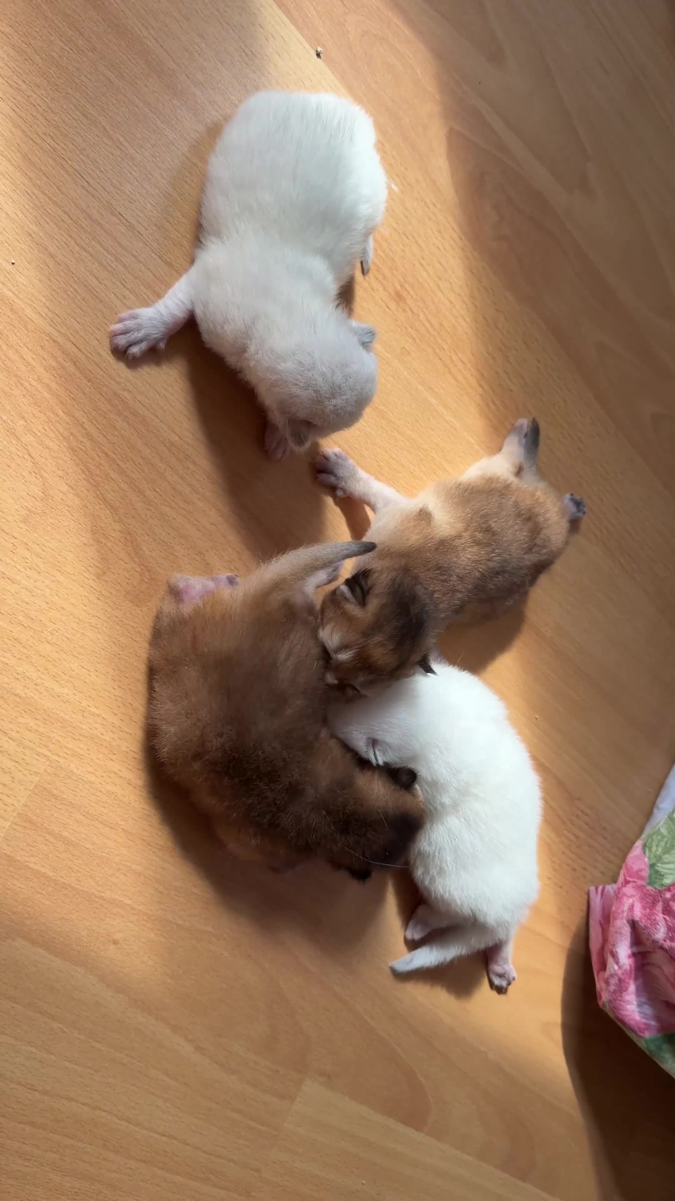 British Longhair cats for sale: BRITISH LONG HAIR NY12 GOLDEN SHADED & WHITE - Video 4
