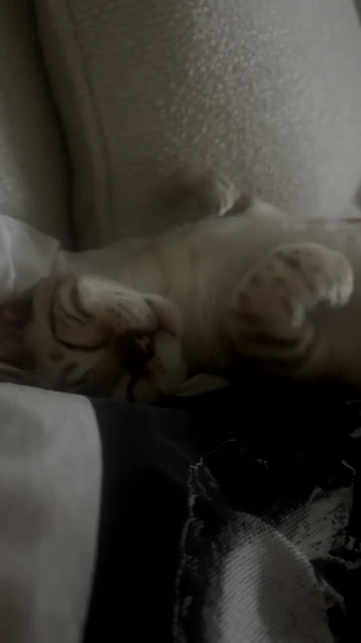 Bengal cats for sale: Looking for a 5⭐️ home for our blue eyed bengal in Chorley - Video 2