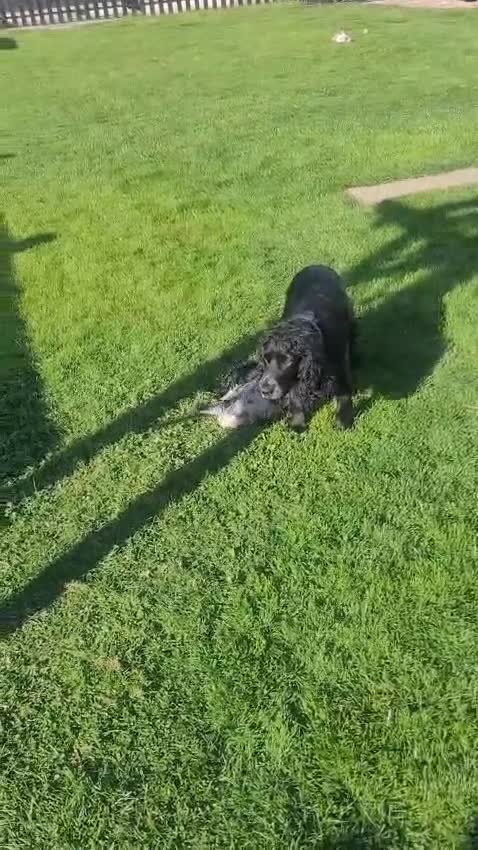 Cockapoo dogs for sale: Beautiful cockerpoo puppies - Video 1