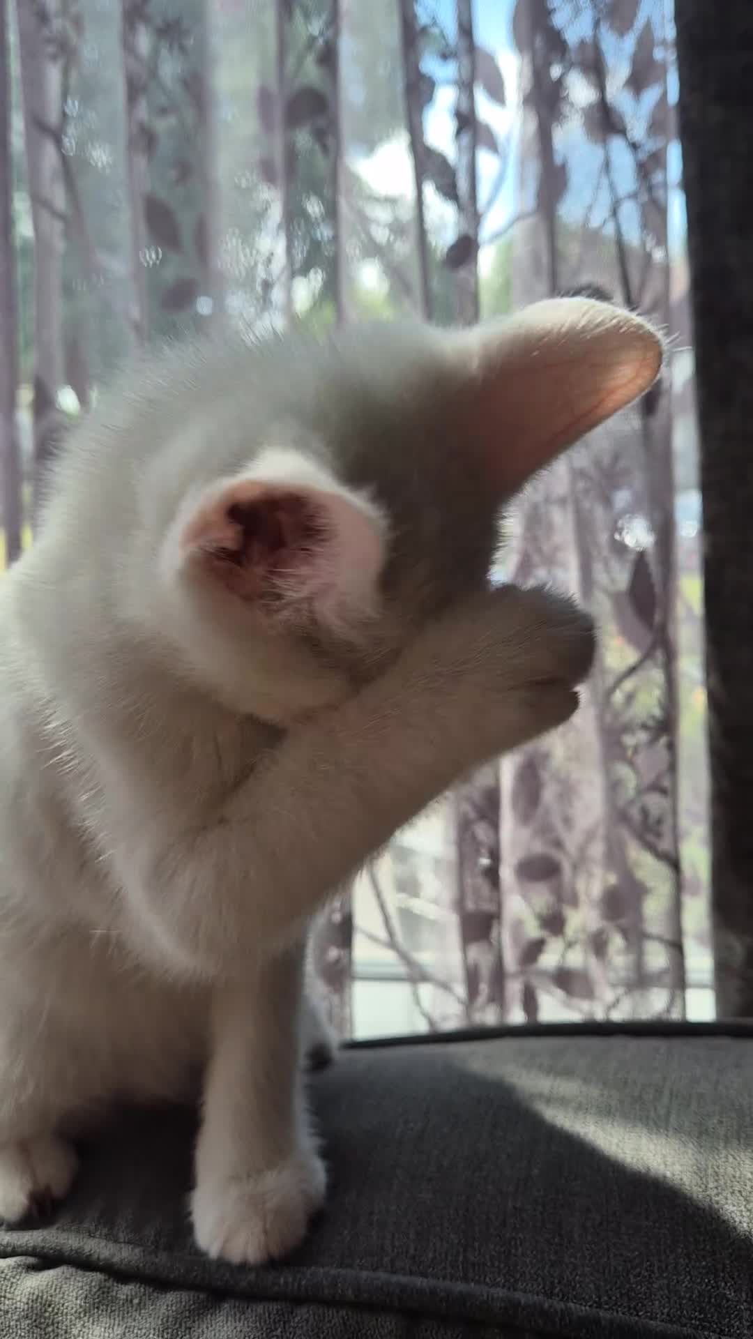Mixed Breed cats for sale: Last Boy Reduced - Video 1