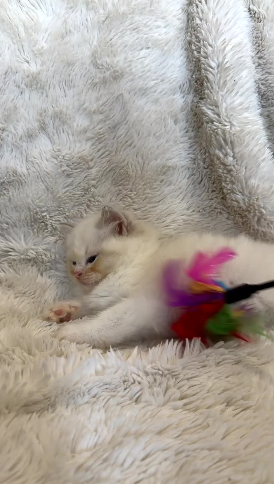 Ragdoll cats for sale: Female Blue Bi Colour and Kittens in Birmingham - Video 2