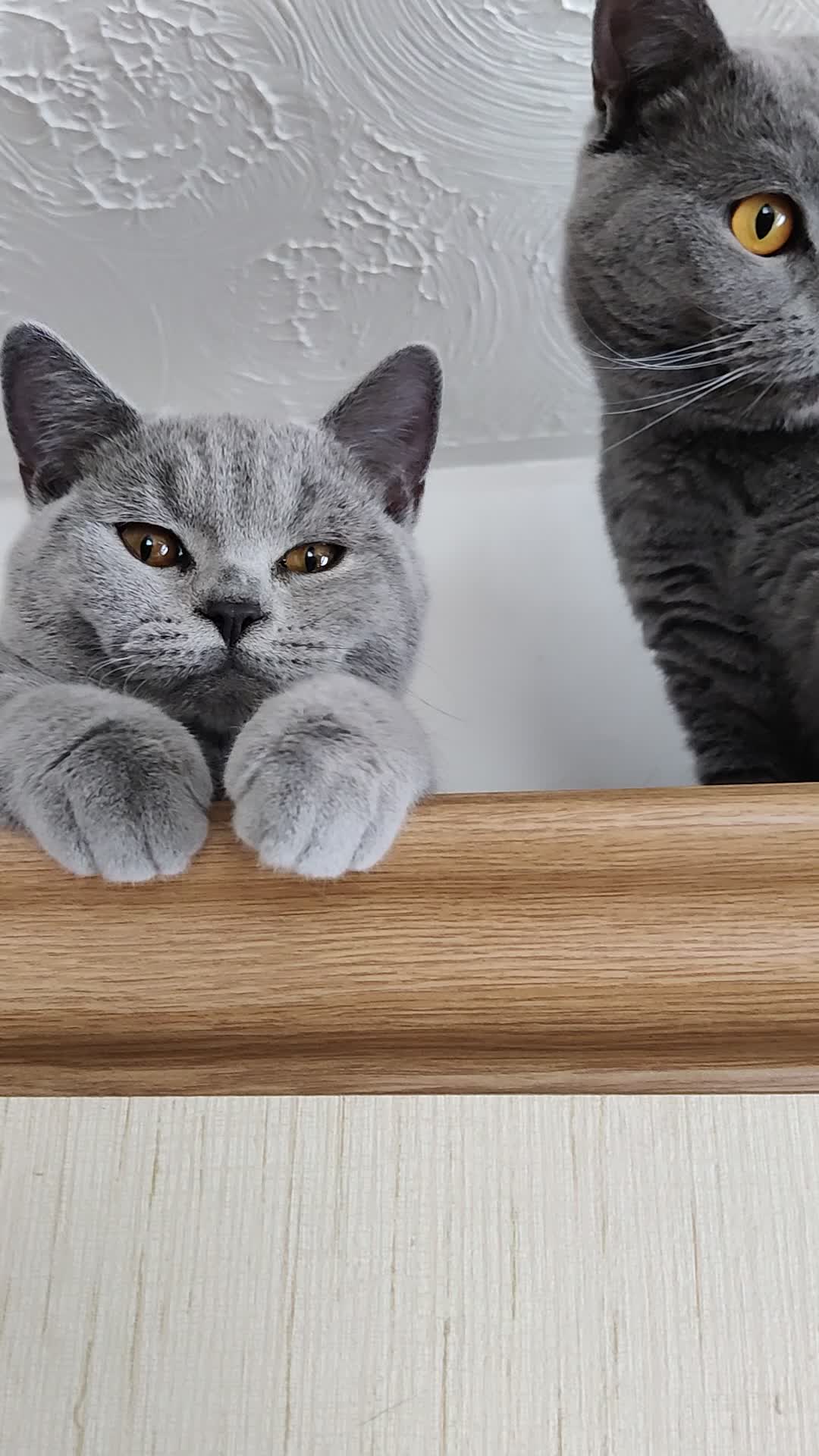 British Shorthair cats for sale: Stunning British Short hair kittens - Video 2