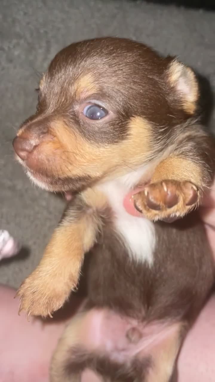 Jack Russell dogs for sale: #Readynow#Miniature Jack Yorkshire terrier pups in Sittingbourne - Video 2