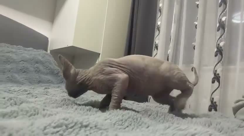 Sphynx cats for sale: 😍Two Beautiful Sphynx Girls😍 - Video 1