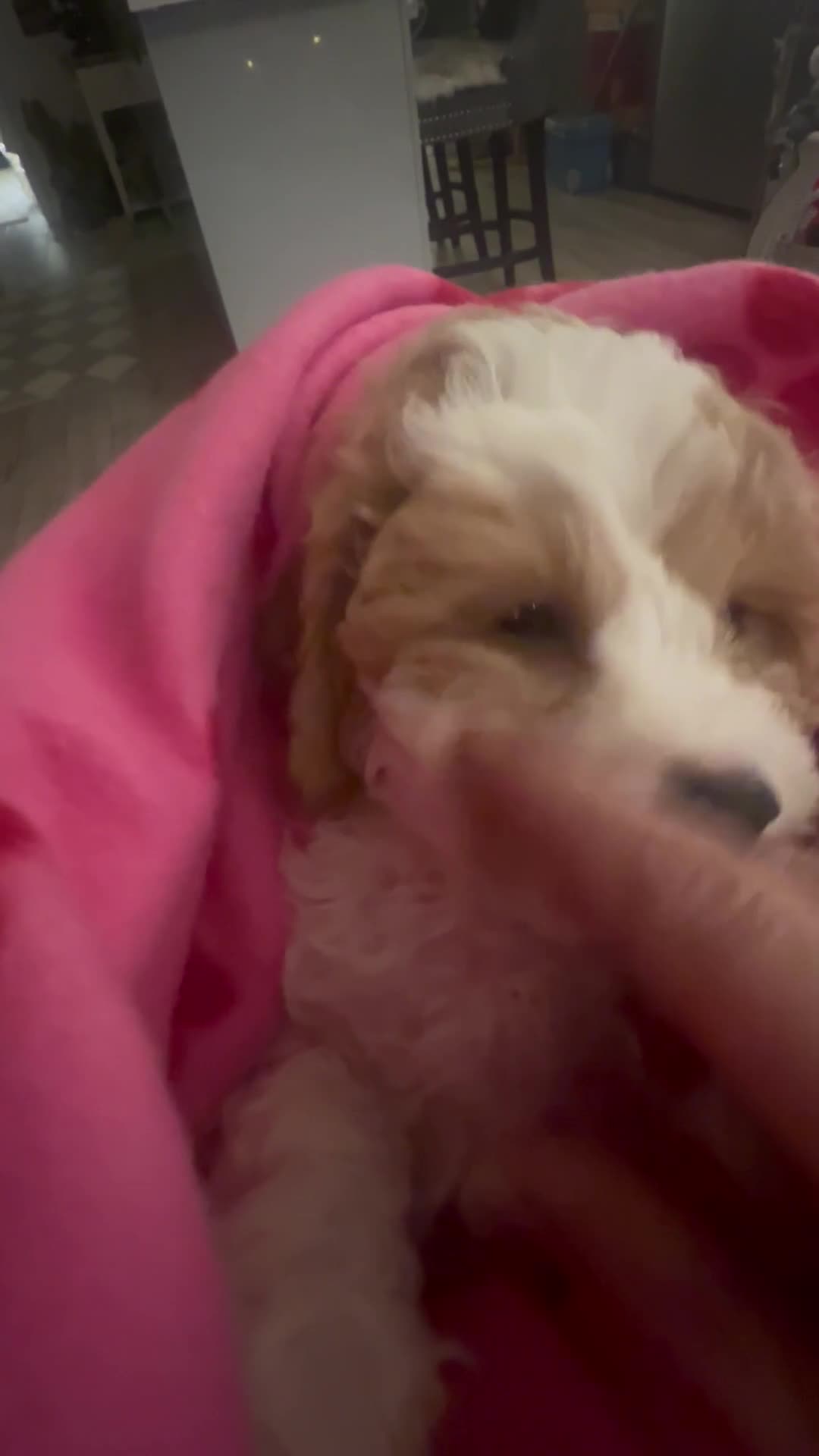Mixed Breed dogs for sale: Cavachon puppies  - Video 1