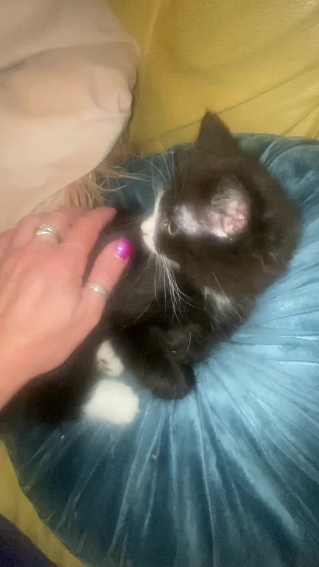 Mixed Breed cats for sale: Beautiful long haired kittens - Video 1