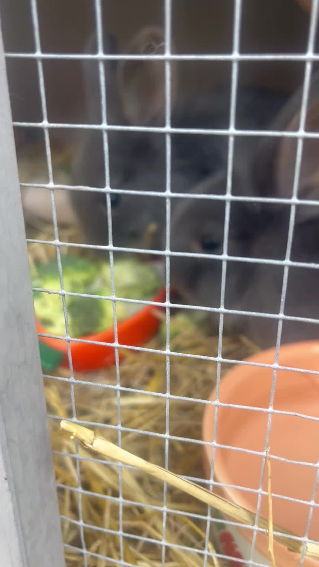 Lionhead rabbits for sale: Male Grey Lionhead Rabbit  - Video 1